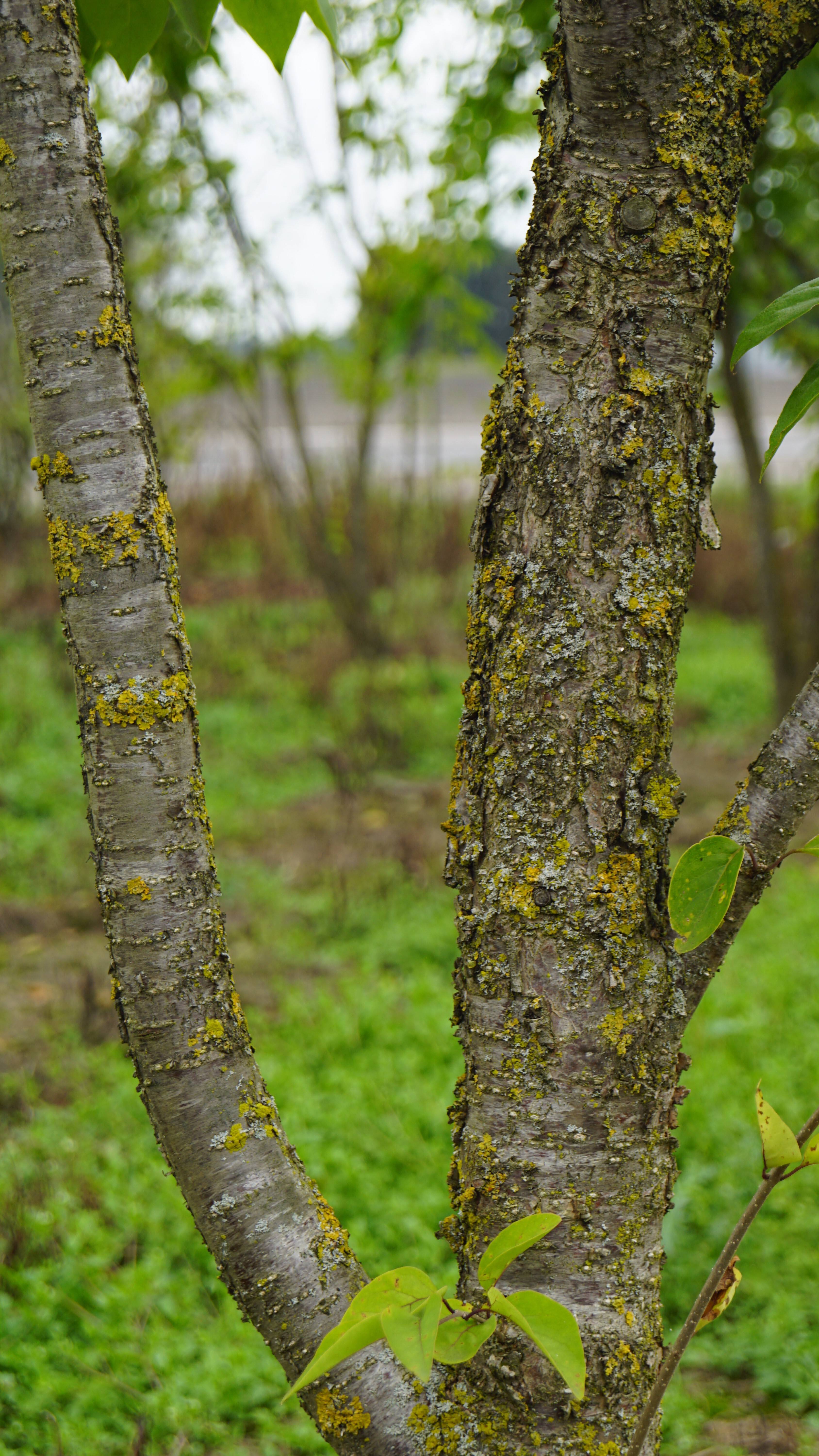 Syringa pekinensis 'Yellow Fragrance' (2)